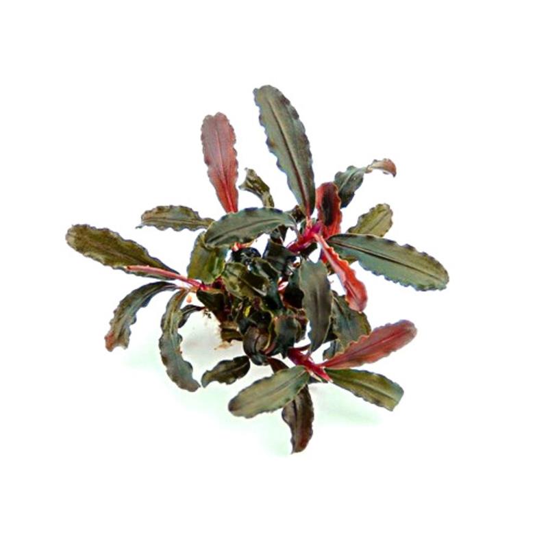 Planta acvariu Dennerle Bucephalandra sp. Red Scorpio - imagine 3